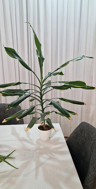 Dracena fragrans otaq bitkisi