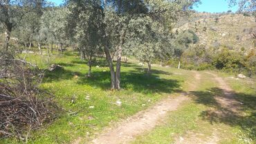15880 sot, Kənd təsərrüfatı, Mülkiyyətçi, Kupça (Çıxarış)