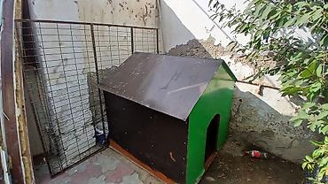 it səkilləri: Böyük ölçülü it evi - Material: möhkəm taxta karkas, üstü — 1