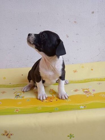 Psi: Na prodaju štenci Američkog staforda,oštenjeni 24.januara,očišćeni od na lalafo.rs — 8 Psi: Na prodaju štenci Američkog staforda,oštenjeni 24.januara,očišćeni od — 8