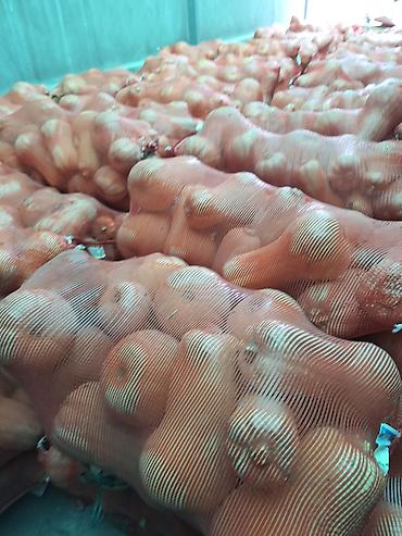 кукуруза месный: Тыква матильда оптом в сетках - Сорт: матильда тыква удлинённая — 3