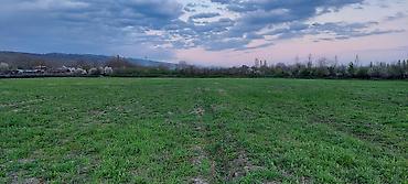 Torpaq sahələrinin satışı: 200 sot, Kənd təsərrüfatı — 5