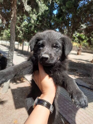 doberman satış: 2 месяца, Самец