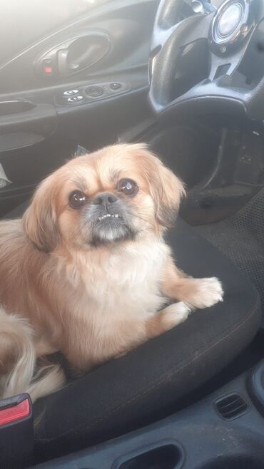 it qiymeti: Pekines, 2 il, Erkek, Cütləşmə üçün