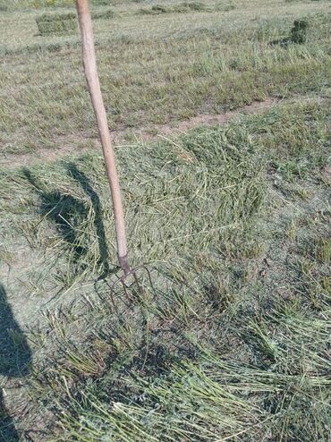 кичинекей шкаф: Эспарцет тук сатам. туктор жакшы туктолгон