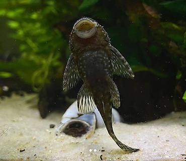 akvarium baligi: Ansistrus, Sülhsevər, Ünvandan götürmə, Ödənişli çatdırılma, Rayonlara çatdırılma — 2