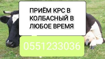 мышык сатып алам: Сатып алам | Уйлар, букалар, Жылкылар, аттар | Күнү-түнү, Бардык шартта, Союлган