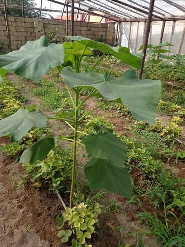 Ağaclar: Pavloniya (Adəm agaclar)satılır .her ölçüdə ağaclar var 5 manatdan 25 -da lalafo.az — 9 Ağaclar: Pavloniya (Adəm agaclar)satılır .her ölçüdə ağaclar var 5 manatdan 25 — 9