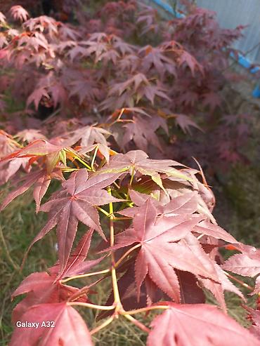 akvaryum bitkileri: Yapon ağcaqayını (Acer palmatum) – bəzək kolları/fidanları - Növ — 1