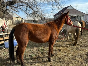 Лошади, кони: Продаю | Кобыла (самка) | Рабочий — 9