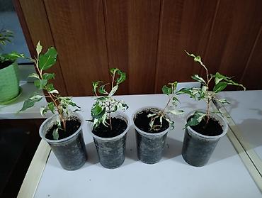 Фикусы: Комнатные растения — коллекция укоренённых саженцев и деток - Фикусы — 4