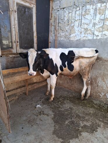 Inəklər, öküzlər: Süd inəyi – qara-ağ rəngli, iri cüssəli, buynuzlu. Şəkillərdə -da lalafo.az — 10 Inəklər, öküzlər: Süd inəyi – qara-ağ rəngli, iri cüssəli, buynuzlu. Şəkillərdə — 10