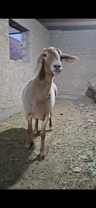 Продам с/х животных: Продаю | Баран (самец) | Для разведения | Племенные — 6