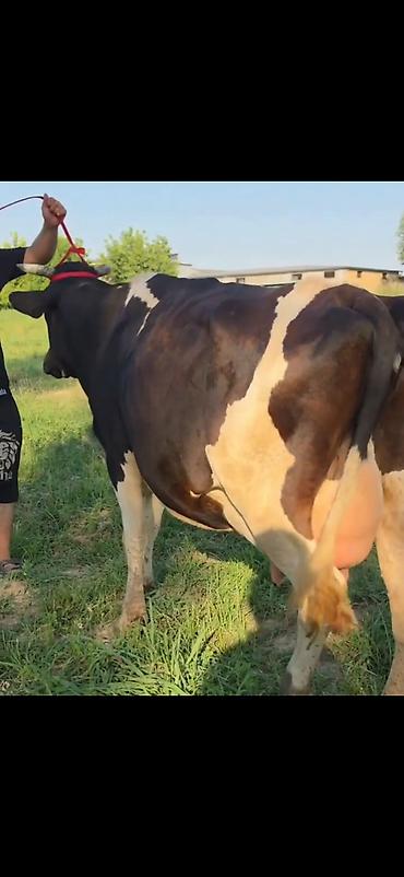 Inəklər, öküzlər: Satılır: inək və balası - Cins: qara-ağ alaca süd tipli inək - — 14