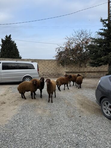 Qoyunlar, qoçlar: Erkək, Qala, il: 1, 65 kq, Damazlıq, Ünvandan götürmə — 9