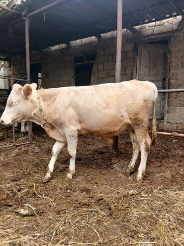 Inəklər, öküzlər: Danalar satılır damazlıq ve etlik unvan Bine qesebezi — 15