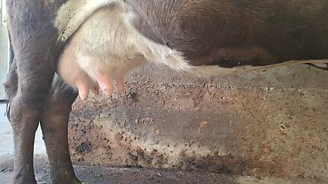 Коровы, быки: Продаю | Корова (самка), Бык (самец) — 7