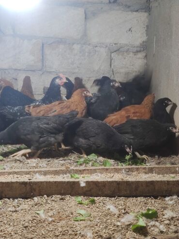 Cücələr: Toyuq cücələri, Ətlik — 4