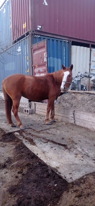 Лошади, кони: Продаю | Кобыла (самка) | Дончак | Для разведения — 9