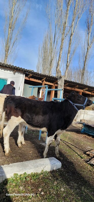 Коровы, быки: Продаю | Музоо, торпок | На откорм | Привязанные — 8