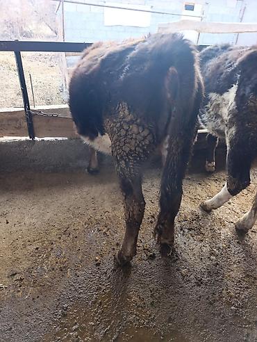 Коровы, быки: Продаю | Бык (самец) | Герефорд | На откорм | Привязанные — 17