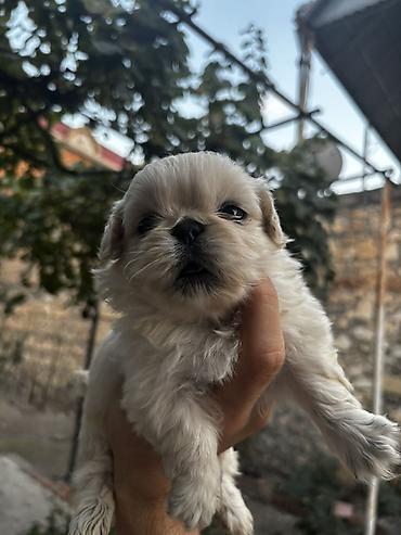 pekines it: 1 ay — 4