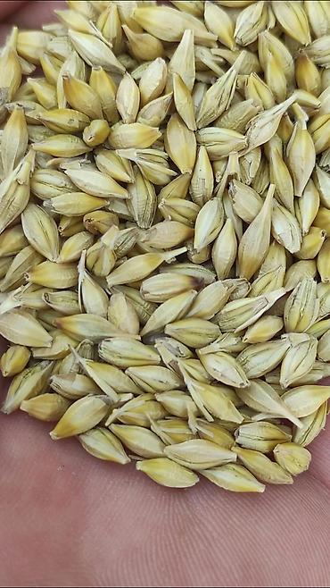 kala bitkisi haqqinda melumat: Arpa toxumu – yem və əkinlik - Növ: Arpa (iki/sıralı görünüşlü — 3