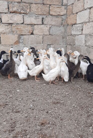 ineklerin satisi: Dişi, | Kuban, Damazlıq, Ünvandan götürmə