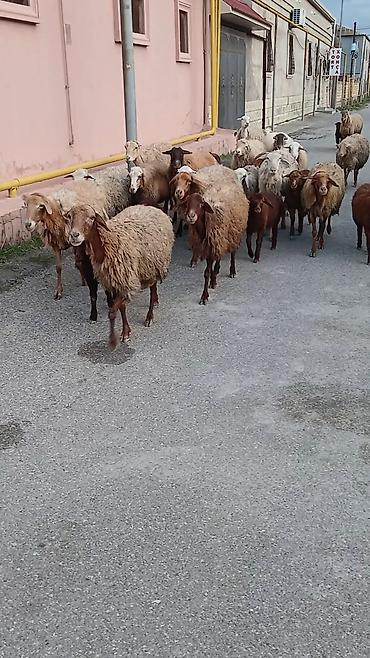 qoyun satişi: Salam. 16 ana bala 3 subay. kom sekilde satilir. etrafli z vuru — 5