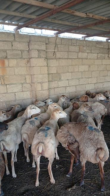 Qoyunlar, qoçlar: Qoyun – damazlıq/kəsimlik - Cins: ehtimalən yerli qaragül/ya da — 5