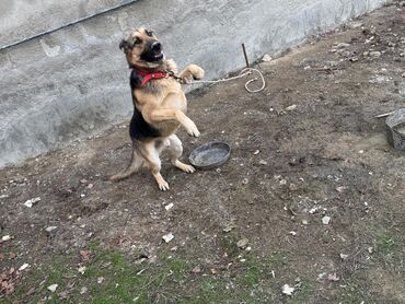 çoban iti satışı: Alman çoban iti, 4 ay, Erkek, Ünvandan götürmə