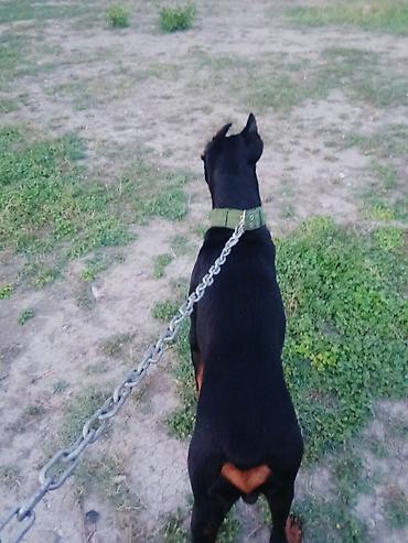 qara toyuq sortu: Doberman, 2 il, Erkək, Peyvəndli, Ödənişli çatdırılma, Ünvandan götürmə — 2