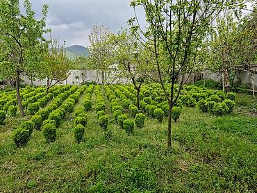 Çöl bitkiləri: Həmişə yaşıl güllər.Şəmsidi adı — 7