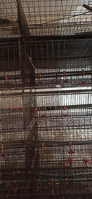 Товары и оборудование для с/х животных: Клеточные батареи для содержания птицы (кур-несушек/перепелов) — 2