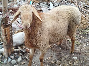Бараны, овцы: Продаю | Овца (самка) | Для разведения | Матка — 1