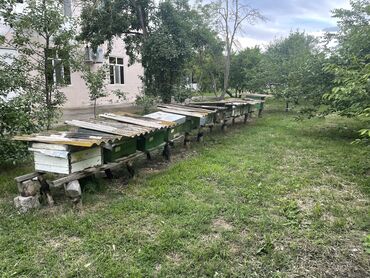 ev heyvanları satışı: Ucar rayonunda Qafqaz sortu arı ailələri satılır. Hər ailədə ən azı 7