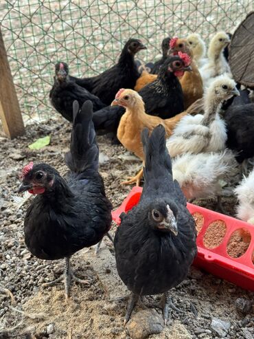 номер приюта для животных бишкек: 🐣Продаю декоративные карликовые породы кур и петухов! Отличные