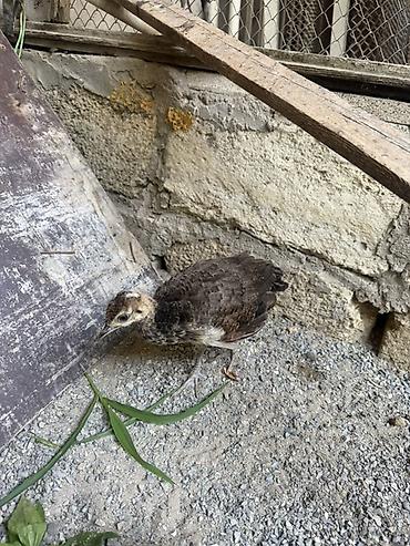 ov quşları: Məhsul: Tovuzquşu balaları (pavlin cücələri) Təsvir: - Şəkillərdə — 1