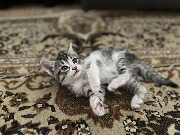 продам домик для кошки: Милые котята ищут дом! 🐾 У нас есть два замечательных малыша, и