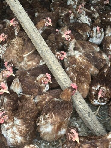 продажа домашних кур: Куры породы Ломан Браун, возраст 1 год 
В наличии 150 голов