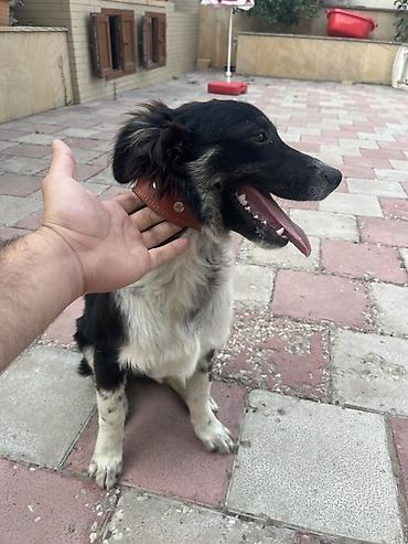 6 ay, Erkək, Peyvəndli — 2
