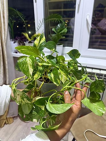 комнатный плющ: Комнатные растения в горшках (несколько видов лиан и суккулент): - — 2