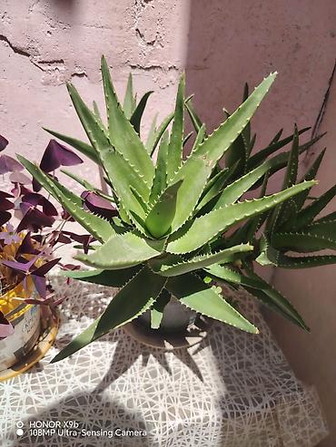 Aloe vera (sukulent) – dekorativ və baxımı asan otaq bitkisi - Növ