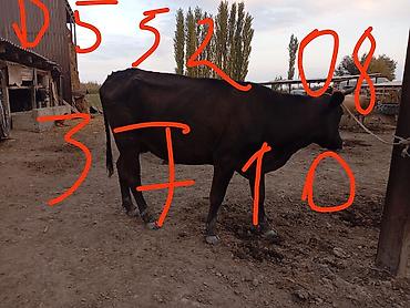 Коровы, быки: Продаю | Корова (самка) | Привязанные — 1
