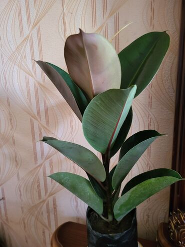 Ağaclar: FIKUSE ELASTIKA ( ROBUSTA)