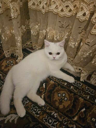 british cat: Teciliii satilir!!!British shorthair 6ayliq erkek Qum terbiesi var