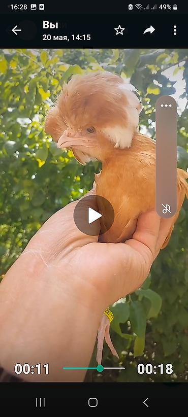 tap az qaz balalari: Alıram — 1