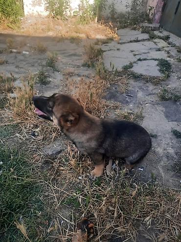 kangal satilik: Kanqal, 2 ay, Erkək, Peyvəndli, Ünvandan götürmə — 2