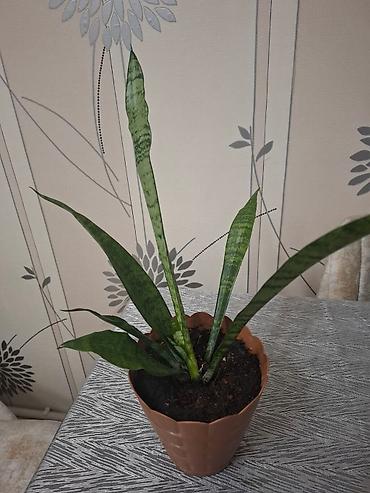 dibcek: Sansevieria (Qayın dili) – otaq bitkisi 2 ölçüdə var.Böyuk olan 55 sm — 3