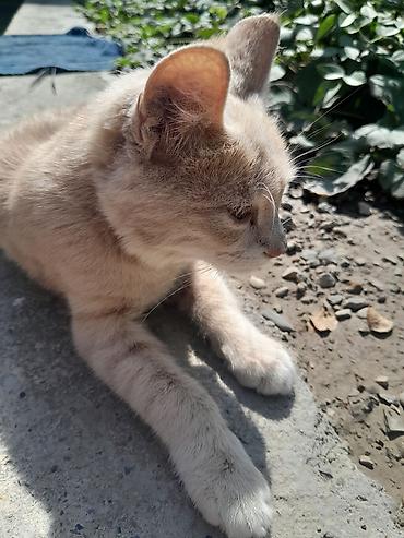 кошки мейн кун: Котёнок светло-бежевого (кремового) окраса. Короткая мягкая шерсть — 1